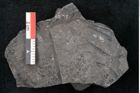 Foto (Detailansicht) von Sphenopteris hoeninghausi Brongniart (NHMW-GEO-2024-0188-10812)